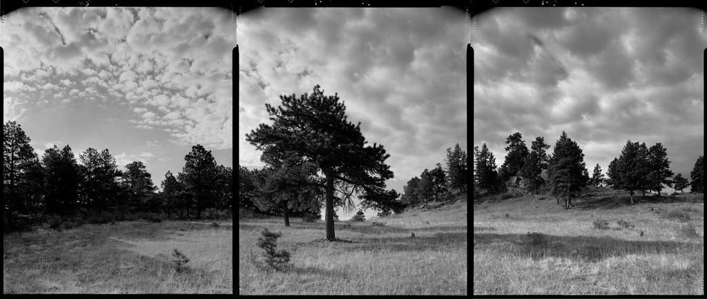 Centennial Cone Study #5 (Triptych)