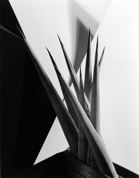 Agave Design I - Imogen Cunningham