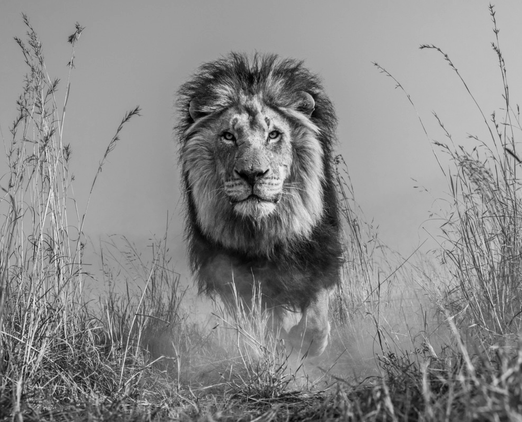 King and I by David Yarrow